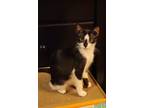 Adopt Deanna a Black & White or Tuxedo Domestic Shorthair (short coat) cat in