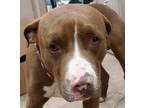 Adopt Bruno a Tan/Yellow/Fawn American Pit Bull Terrier / Mixed dog in Gadsden