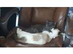 Adopt Angel and Whitney a Russian Blue, Siamese