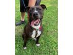 Adopt Pops a Staffordshire Bull Terrier
