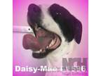 Adopt Daisy-Mae a Dalmatian, Jack Russell Terrier