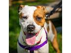 21-064 Rigatoni American Staffordshire Terrier Adult Male