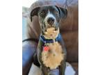 Adopt Romeo a Boxer, Pit Bull Terrier