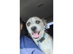 Adopt Miles a Terrier, Jack Russell Terrier