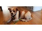 Adopt Howie a Jack Russell Terrier