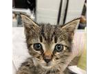 Button Domestic Shorthair Kitten Female