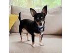 Willow-AHS Chihuahua Adult Female