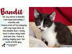 Bandit Domestic Shorthair Kitten Male