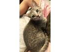 Blanket Domestic Shorthair Kitten Female