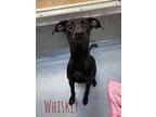 Whiskey 20964 Pointer Young Female