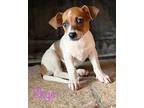 Skye Jack Russell Terrier Puppy Female