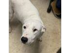 Adopt Kelo a Jack Russell Terrier, Hound
