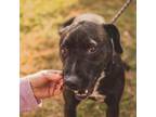 Adopt Wendy McFriendy a Pit Bull Terrier, Mastiff