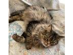 Adopt Calista Wright a Maine Coon, Domestic Long Hair