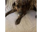 Adopt lacey a Black Mouth Cur, Mixed Breed
