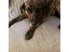 Adopt lacey a Black Mouth Cur,