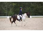 Onsite HalfLease for Talented and Versatile Pony