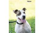 Tesla, American Staffordshire Terrier For Adoption In Washington, Georgia