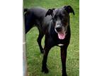Adopt Baby Dee a Great Dane