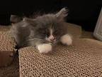Jack Domestic Mediumhair Kitten Male