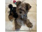 Chewy Yorkie, Yorkshire Terrier Young Male