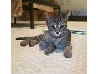 Sparky Domestic Shorthair Kitten Male