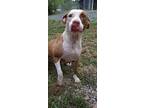 Precious Puff Pit Bull Terrier Young Female