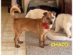 CHACO Jack Russell Terrier Young Male