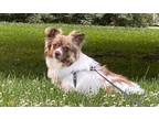 Adopt DANI (Local) *Experienced Owner Needed* - sf a Pomeranian / Cavalier King