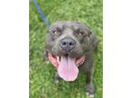 Adopt Mister a American Bully