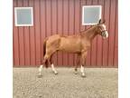 Limited Edition Incredible flashy gelding ready for any ring