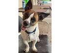 Patches Jack Russell Terrier Adult Male