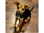 Jesse Black Mouth Cur Young Male