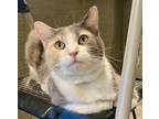 Adopt Susie Q a Calico or Dilute Calico Domestic Shorthair / Mixed (short coat)