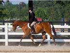 Riding Opportunity Kind Gelding