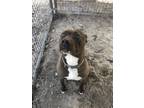 Adopt Zero a Gray/Blue/Silver/Salt & Pepper Staffordshire Bull Terrier / Pit