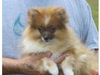 Adopt Tiny Dancer a Tan/Yellow/Fawn - with White Pomeranian / Mixed dog in