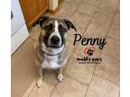 Adopt Penny (Courtesy Post) a Mastiff dog in Council Bluffs, IA (32500055)