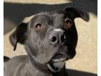 Adopt Jada a American Staffordshire Terrier / Mixed Breed (Medium) / Mixed dog