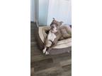 Adopt Chloe a Tan/Yellow/Fawn Boxer / American Staffordshire Terrier / Mixed dog