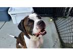 Sir Patches English Bulldog Adult Male