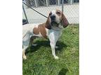 Buddy 2.0 Hound (Unknown Type) Adult Male