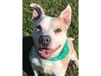 Adopt Cody a Staffordshire Bull Terrier, Pit Bull Terrier