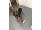 Adopt Molly a Black - with Tan, Yellow or Fawn Bloodhound / Mixed dog in