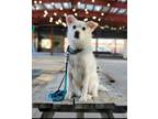 Adopt Oliver a White Jindo / Mixed dog in Niagara Falls, ON (32507655)
