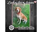 Adopt Lulu Belle 091121 a Brown/Chocolate - with White Beagle / Hound (Unknown