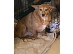 Adopt Ember a Red/Golden/Orange/Chestnut Corgi / Mixed dog in Cincinnati
