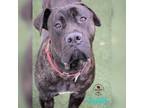 Adopt Dudley a Brindle Mastiff / Mixed dog in Youngwood, PA (32516648)