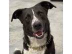 Adopt Deets a Black Border Collie / Mixed dog in Kenedy, TX (32518568)