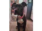 Adopt Clementine a Brown/Chocolate - with White Mixed Breed (Medium) / Mixed dog